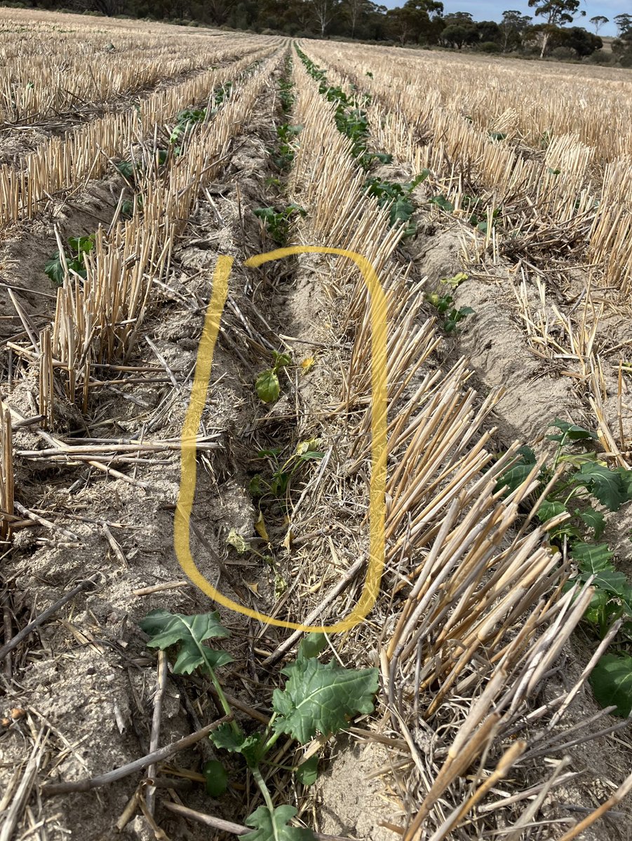 ajfrench42's tweet photo. Always get a bit pissed off when ya pay big bucks for canola seed and you lose plants after roundup spray 🤬🤦‍♂️. I know they say it happens but still disappointing . https://t.co/ezYfHkGKqr