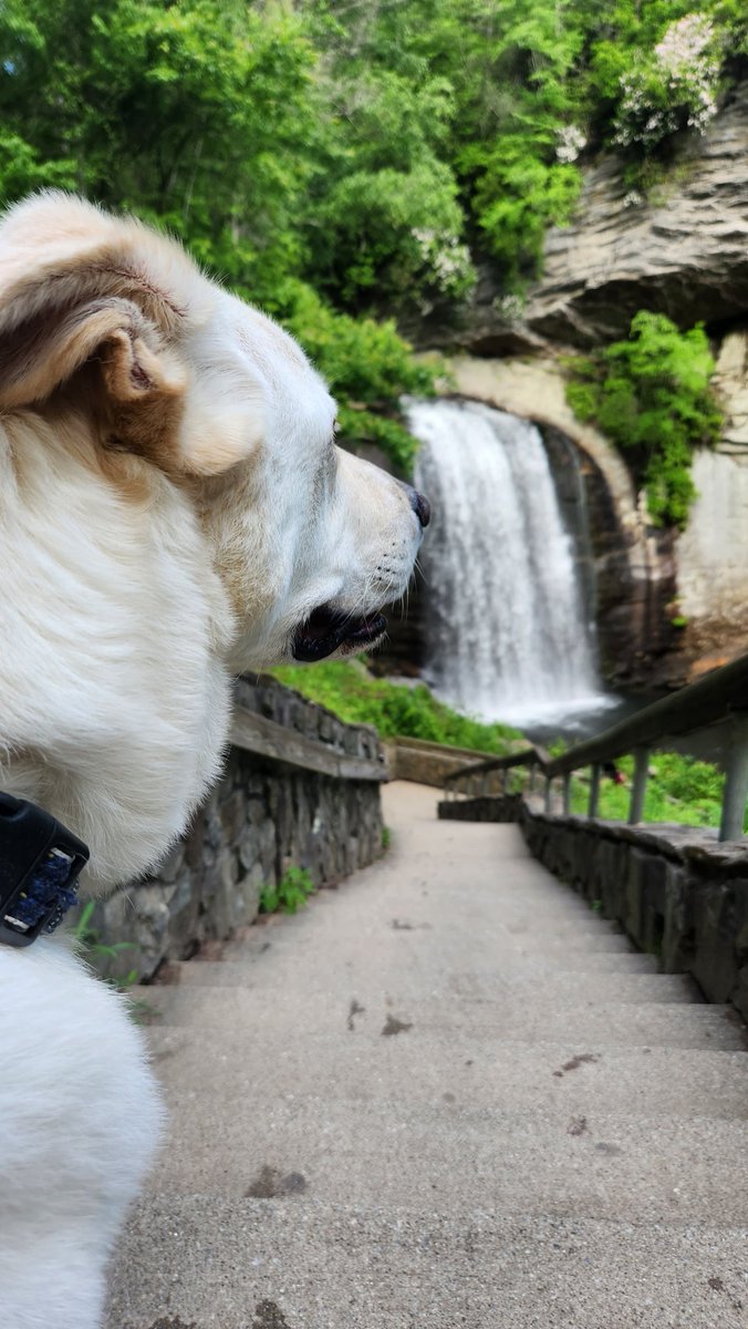 kjayy407's tweet image. cruised the #BRP w my best travel buddy. We even crossed off his first waterfall! #explorenc #blueridgeparkway #nc