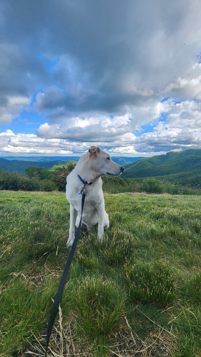 kjayy407's tweet image. cruised the #BRP w my best travel buddy. We even crossed off his first waterfall! #explorenc #blueridgeparkway #nc