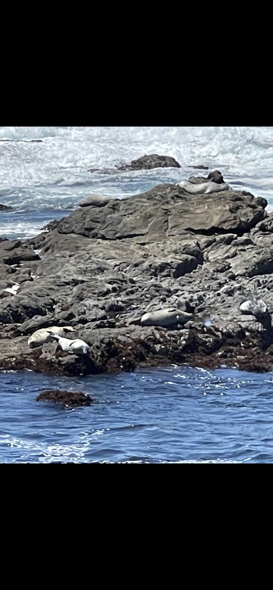 @JackDAshby The #FortBragg, #MendocinoCounty #seals #MarineMammals relatives