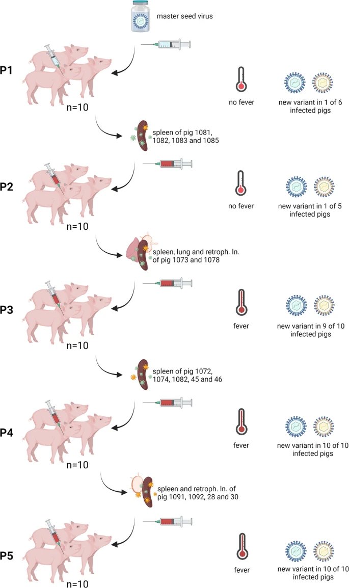 New work from @Loeffler_News shows repeated passage through pigs of a modified live virus vaccine for #AfricanSwineFever leads to a new variant that causes mild clinical signs.
nature.com/articles/s4154…