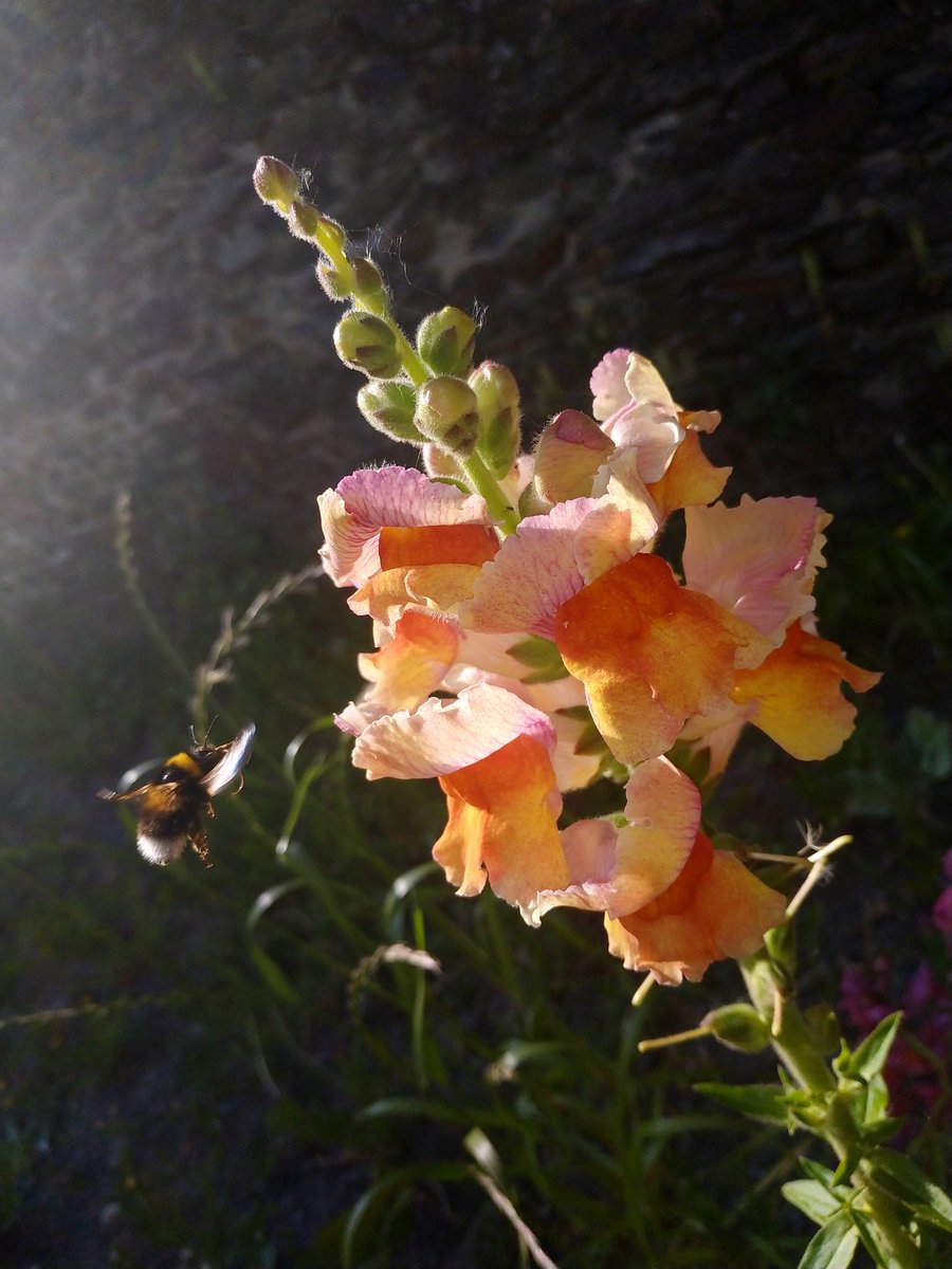 CarhaixDe's tweet photo. Les muffliers en fleurs ♥️♥️♥️ https://t.co/yRpJ6yXI0p