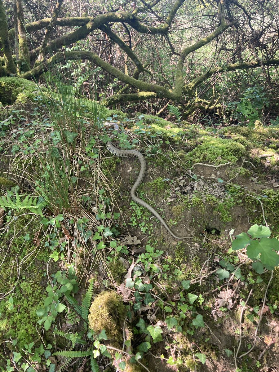 First one we’ve managed to get a pic of, slithering at speed from the flower meadows.  We’ve been creating improved habitat for them and the owls as the amount of mice we have is phenomenal! <a href="/derekgow/">derekgow</a> fyi 👍#naturefriendlyfarming #nature #snakes #grasssnake