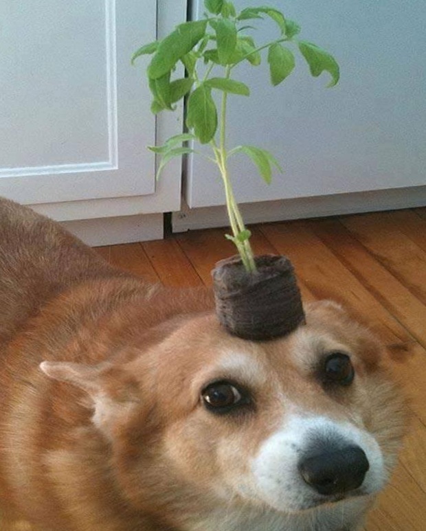 very nice plant doggo

Photo credit to Reddit user u/Botryoidfranklin343