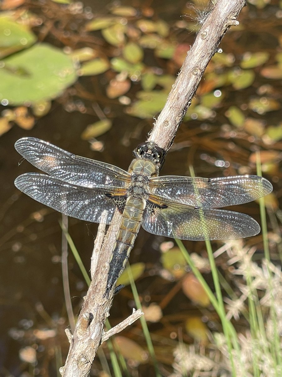 rodda291's tweet photo. Couple of shots from Arne Nature Reserve on Saturday. @RSPBArne @BBCSpringwatch @DorsetWildlife @Buzz_dont_tweet @ChrisGPackham @michaelastracha #Springwatch #arne #dorset https://t.co/i8VERq9NJh