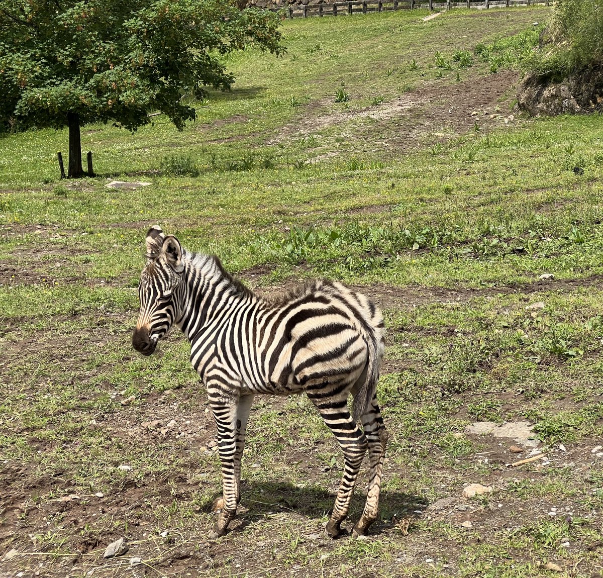 PCabarceno's tweet photo. ¡Damos la bienvenida a la nueva cria de cebra común!

Estamos en plena época de nacimientos y da gusto ver los recintos tan animados.

https://t.co/RCulp9iVOX
#CabárcenoMásXDescubrir https://t.co/KT62qBBO9s