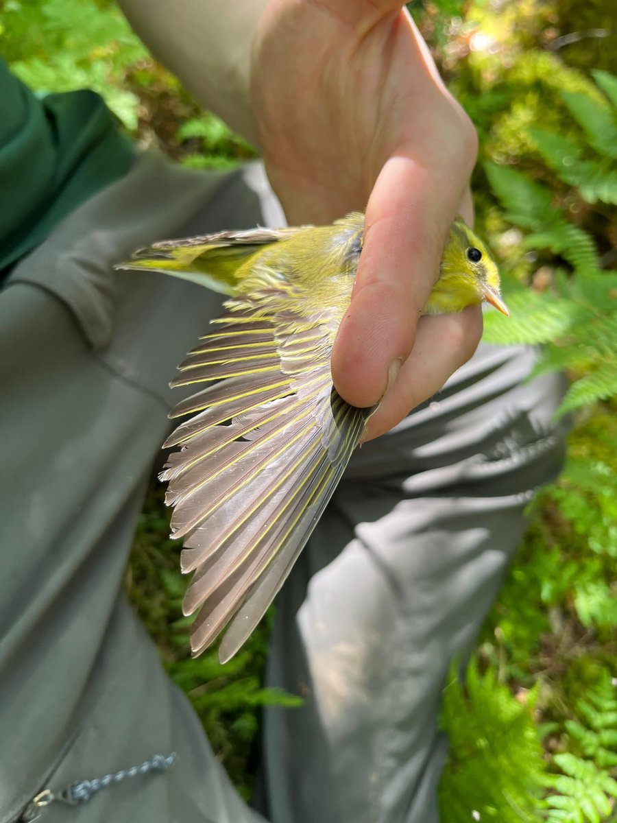 Absolutely amazing experience to ring a wood warbler this week in Cumbria! (Handled under licence) 
#woodwarbler #ringing #woodwarblerringing
