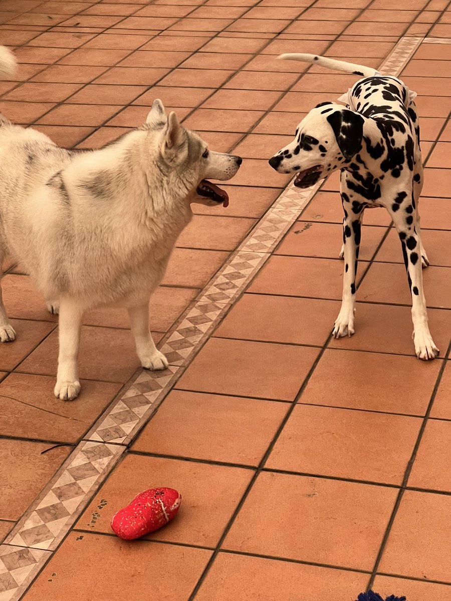 ariadog1121's tweet photo. 今日のわんこ🐶
#ARIADog
#スタジオアリア https://t.co/B13FjSydmG