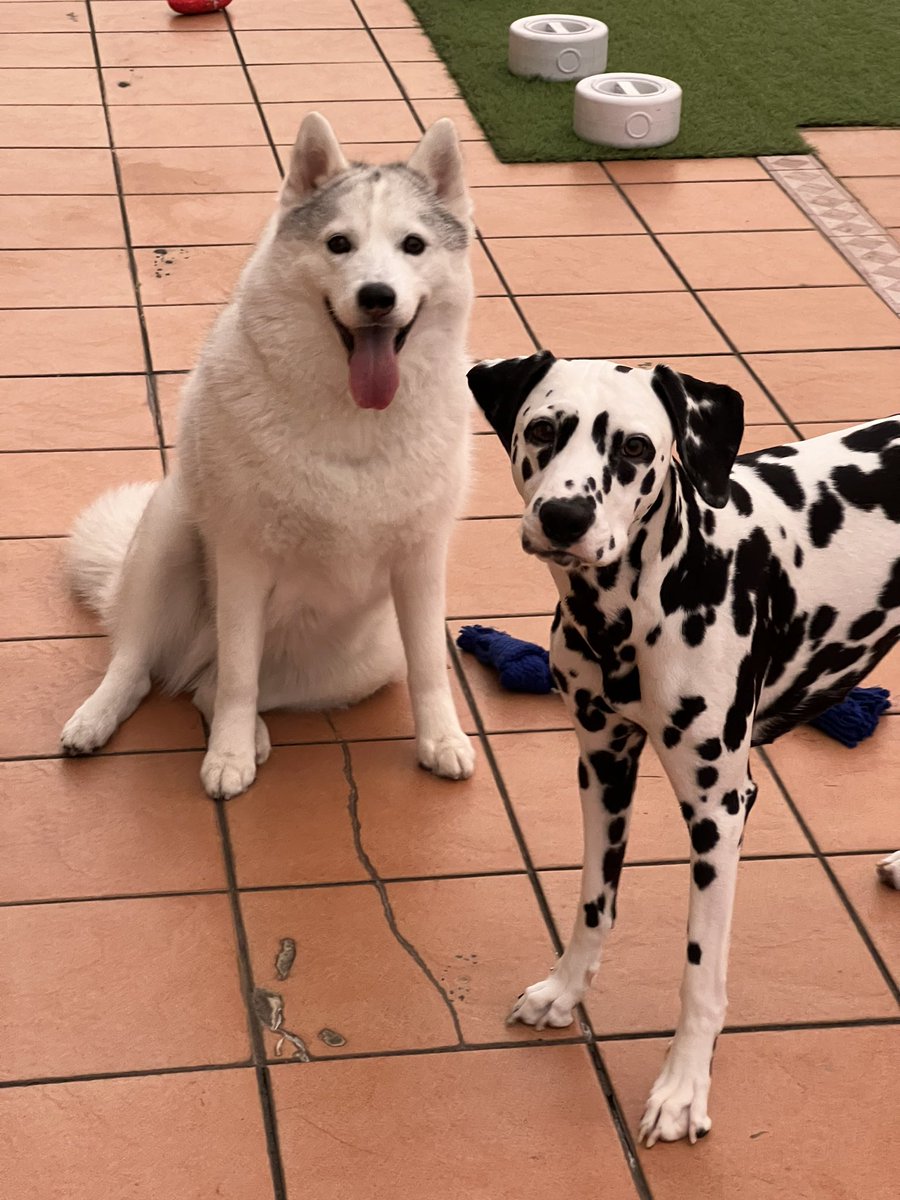 ariadog1121's tweet photo. 今日のわんこ🐶
#ARIADog
#スタジオアリア https://t.co/B13FjSydmG