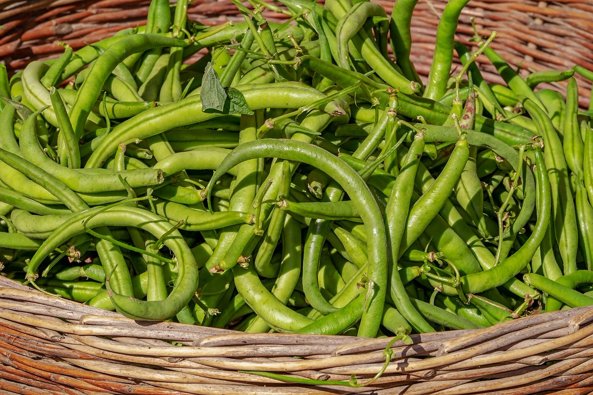 Looking for a delicious and nutritious vegetable to add to your meals? Look no further than bush beans! Packed with fiber, vitamins, and minerals, these little powerhouses are a fantastic addition to any plate. #HealthyEating #VeggiePower