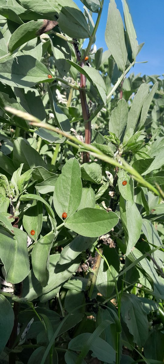 🐞 Les coccinelles commencent à faire leur boulot 🌿

<a href="/auxiliaires/">jinki why</a>
@chambagri28