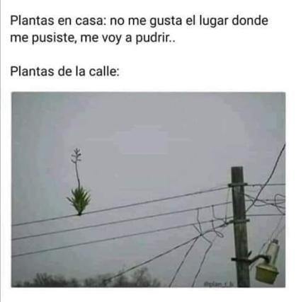 mayorcete's tweet photo. Planta en casa:
Me muero 🫠

Planta en la calle:
Sí joder, me encanta este lugar de mierda 💪😎 https://t.co/eNxpo1RPPN