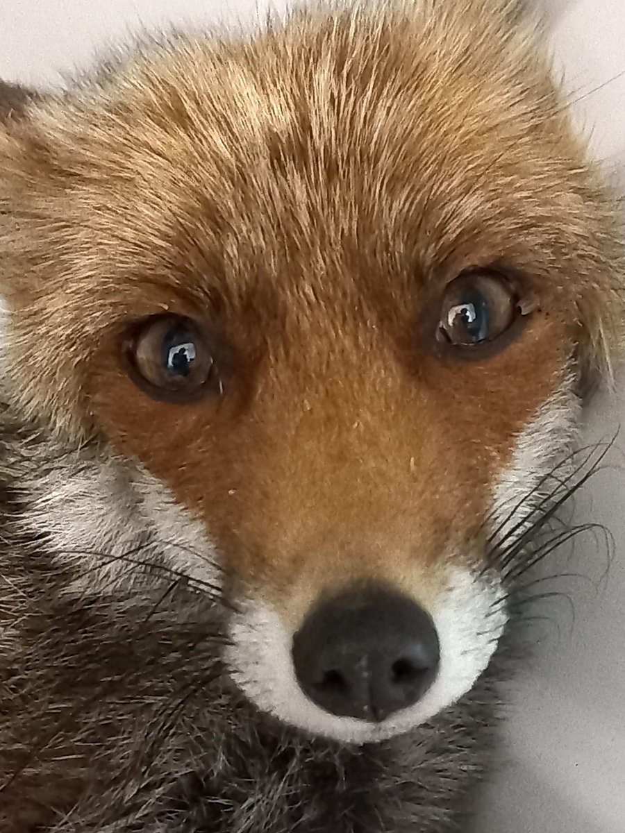 Hirondelle_csas's tweet photo. 🚨 Toujours plus d'animaux à l'Hirondelle, on n'y arrive plus... 😰
On a besoin en urgence de vos dons pour éviter de refuser des milliers de pensionnaires. Allez on compte sur vous 💪
https://t.co/JvFCj70IQk
UN GRAND MERCI 🙏 https://t.co/0ZrnMoKecv