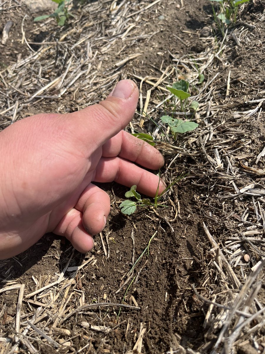 BY_DougSenko's tweet photo. Perennial ryegrass seeded in row with LL canola in SW SK. Perfect conditions with recent rain and pivot is on standby. This should be ready for herbicide application end of this week. @BrettYoungSeeds https://t.co/QhUXVNyYu6