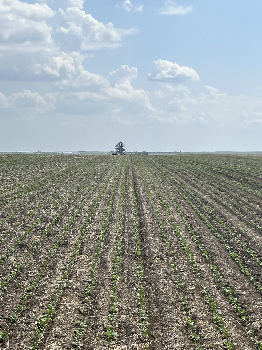 BY_DougSenko's tweet photo. Perennial ryegrass seeded in row with LL canola in SW SK. Perfect conditions with recent rain and pivot is on standby. This should be ready for herbicide application end of this week. @BrettYoungSeeds https://t.co/QhUXVNyYu6