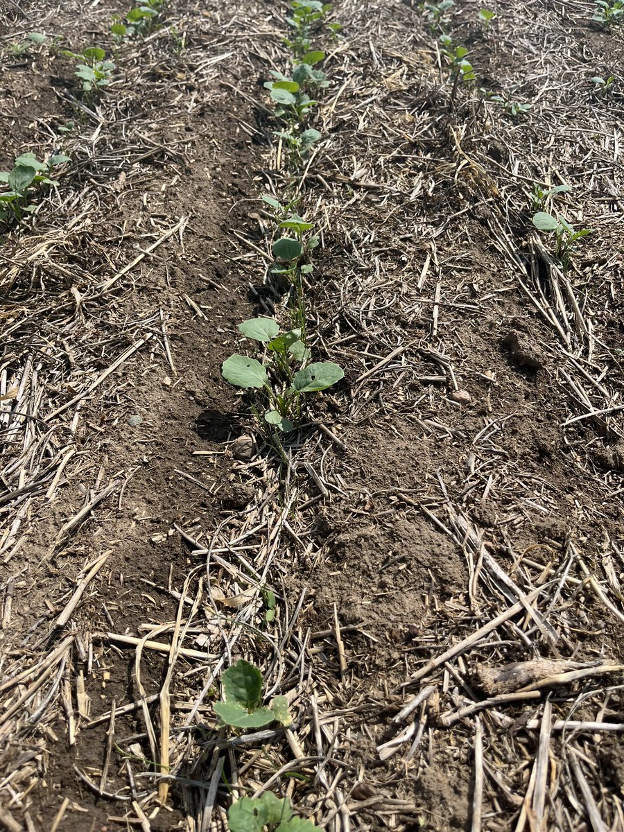 BY_DougSenko's tweet photo. Perennial ryegrass seeded in row with LL canola in SW SK. Perfect conditions with recent rain and pivot is on standby. This should be ready for herbicide application end of this week. @BrettYoungSeeds https://t.co/QhUXVNyYu6