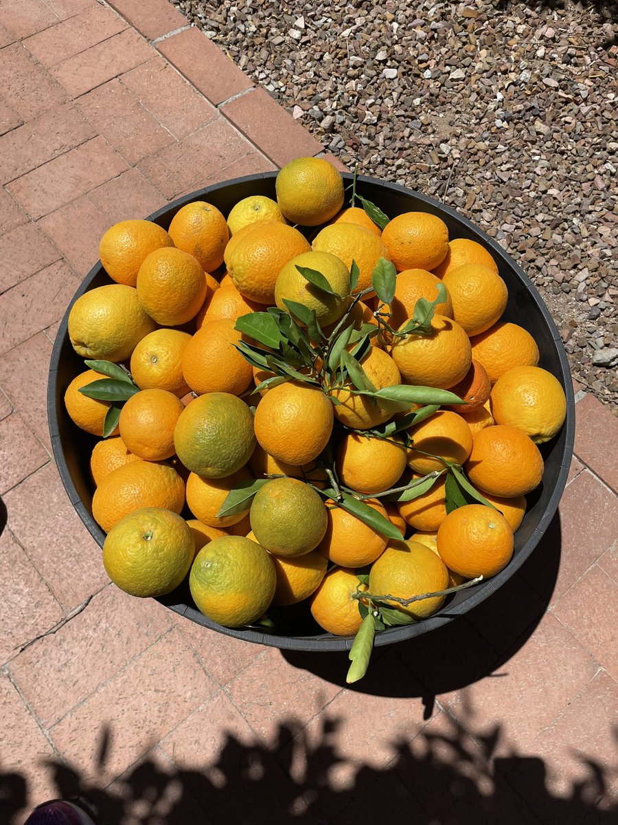 Fruit from the desert! Arizona grapefruits and oranges!
@fcpsGet2Green