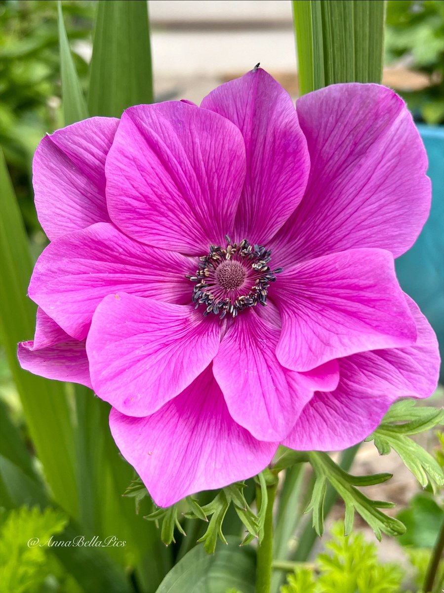 So pretty in pink … this is one of the best anemone seasons🩷🌸🩷 #gardening #flowers