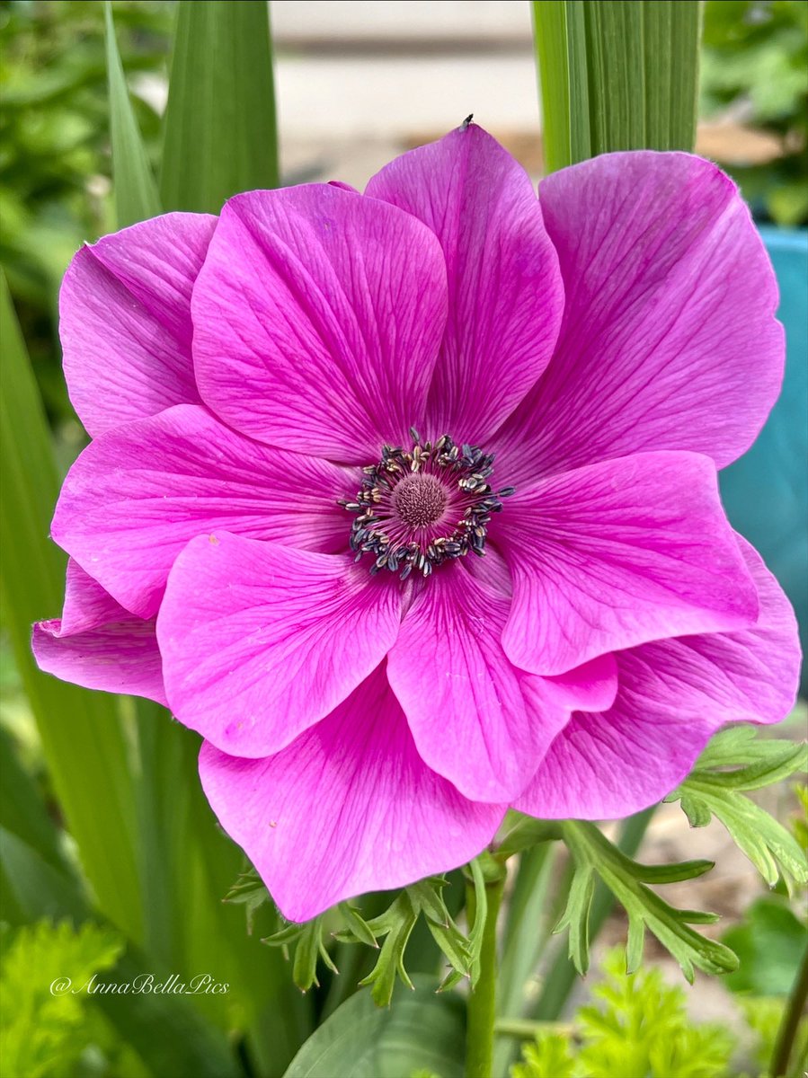 🌱Annie🌸📷 tweet media