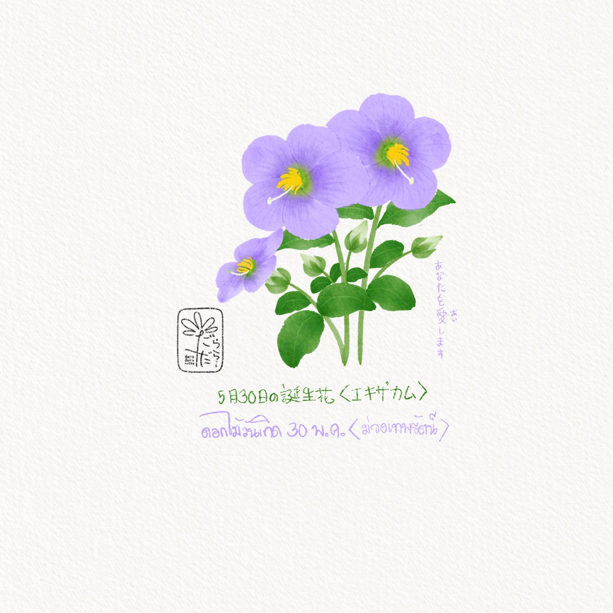 ดอกไม้วันเกิดประจำวันที่ 30 พฤษภาคม
“ดอกม่วงเทพรัตน์ Persian gentian”
“ญปทับศัพท์ว่า เอะคิซะคะมุ
ภาษาดอกไม้คือ รักคุณนะ