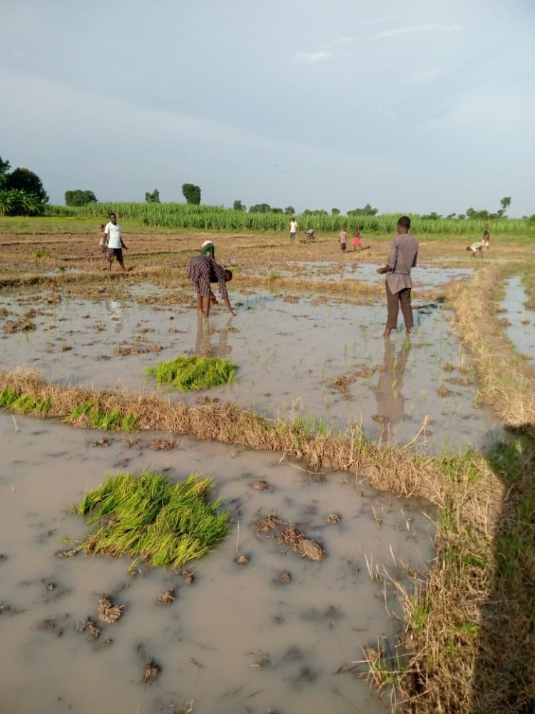 In rural communities, many youths are faced with unemployment despite having access to land. 

However, a crucial obstacle prevents them from harnessing their potential, which is the lack of essentials like seeds and fertilizers necessary for farming.#youthempowement #agriculture