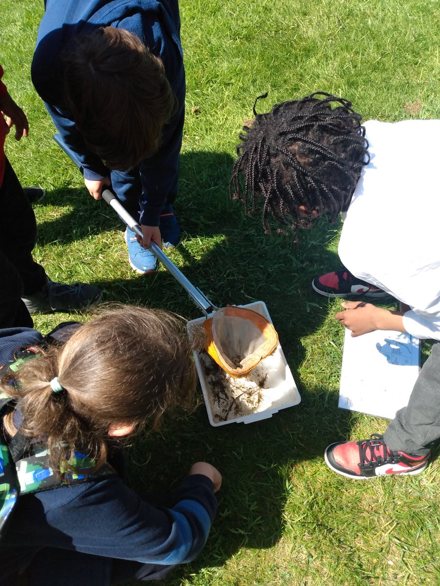 P5 @saintdavidsrcps learning about pond #ecosystem by #ponddipping , concluding that it has a good #biodiversity @JohnMuirTrust #johnmuiraward @Buzz_dont_tweet @EdinburghLfS @EdOutdoorLearn #outdoors #outdoorlearning #getoutside #nature #Sustainability #curriculumlearning