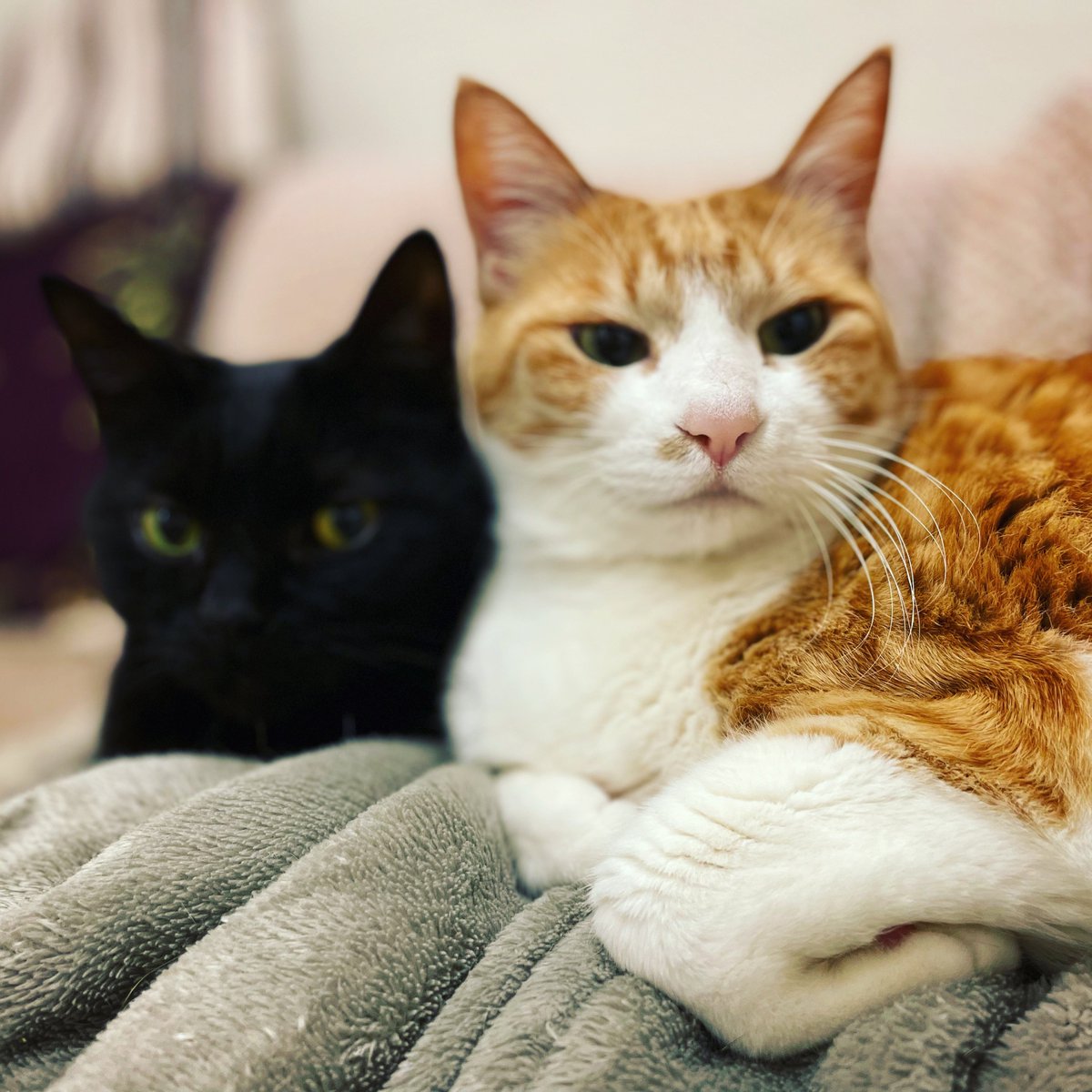 Nyanco_TV's tweet photo. 鼻にフォーカス😅📷✨
.
#猫 #ネコ #ねこ #にゃんこ #茶トラ白 #黒猫 #くろねこ #フォーカス #保護猫 #もふもふ #モフモフ #cat #cats #redtabby #orangetabby #blackcat #focus #ilovecats #catsofinstagram #catstagram #petstagram #instacat #meaw https://t.co/dgOxn3slrr