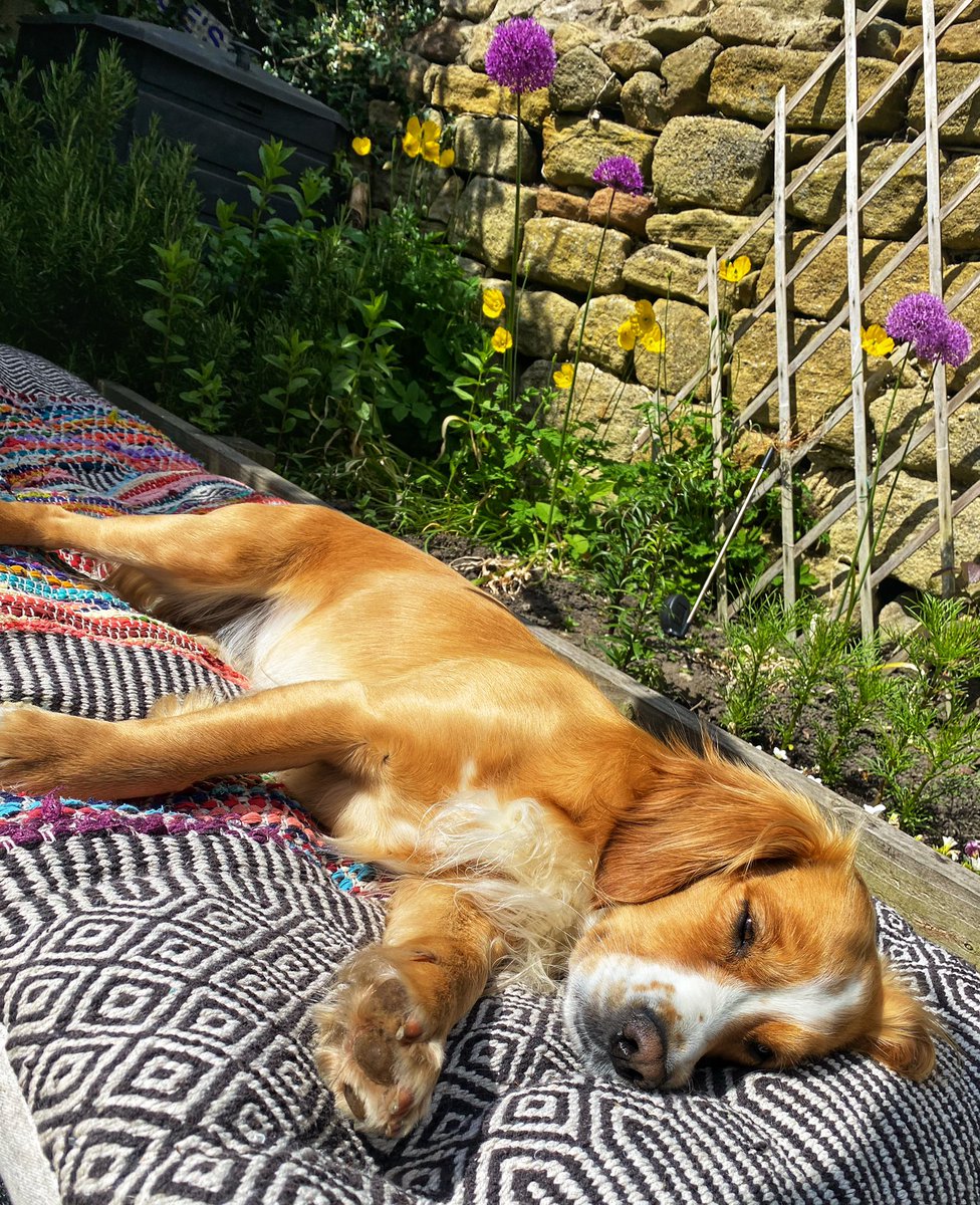 I do love my summer bed… (well, I’ve always assumed it’s mine!) #lazydog 🐶 ❤️☀️