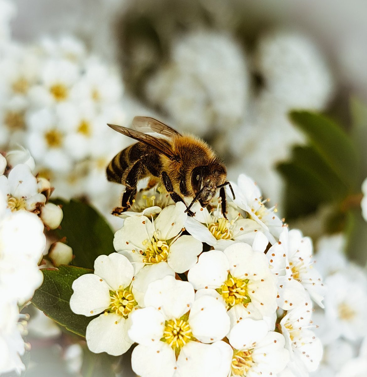 Did you know that bees comuncate by dancing? When searching for a new nest,honeybees will dance to debate a site's worthiness.The longer the dance,the better the site.If another bee finds a dancing bee and agrees,they will also start dancing until 20-30 bees agree on the one site