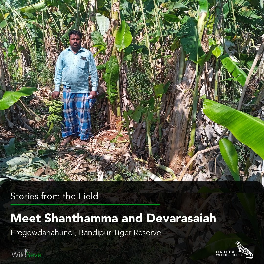 Shanthamma and Devarasaiah reside in the Eregowda Hundi village, which falls within the Bandipur Tiger Reserve limits.

#WildSeve #HumanWildlifeConflict #HumanAnimalConflict #Conservation #Innovation #WildlifeIndia #Science #Research #Karnataka #WesternGhats #FrontLineWorker