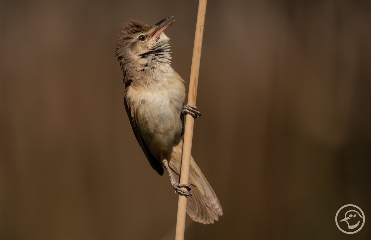 La potencia del sonido estival de los humedales… Carricero tordal 😍
Great Reed Warbler (Acrocephalus arundinaceus)
#visitnatura #photoexperience #hidephotography #birdphotography #birdphoto 
<a href="/VisitNatura/">Visit Natura</a> <a href="/CvGuias/">Guías de Birding CV</a> <a href="/GVAturisme/">GVA Turisme</a> <a href="/valenciaturisme/">valenciaturisme</a> <a href="/SwarovskiOptik/">SWAROVSKI OPTIK</a> <a href="/GVAparcs/">GVA Parcs Naturals</a>