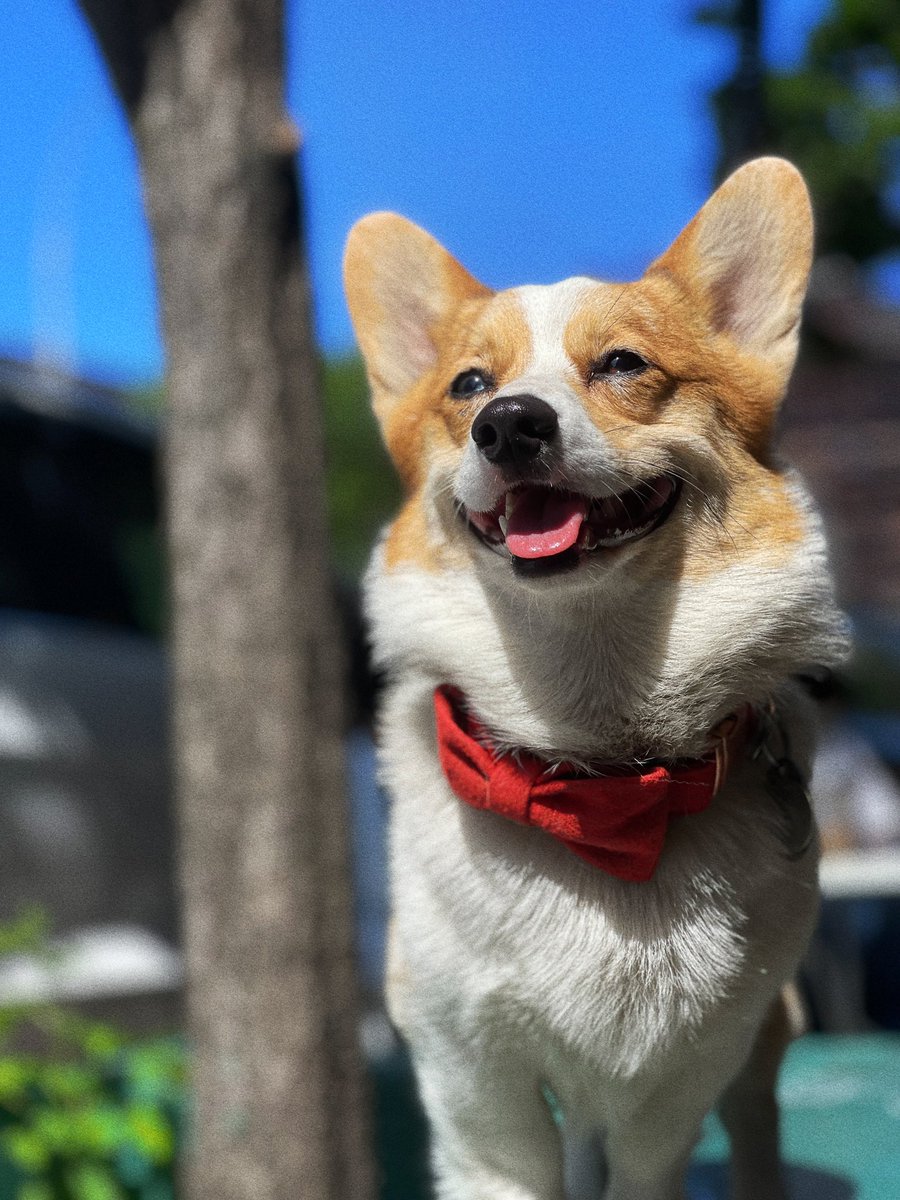 marcelomayen's tweet photo. Little Orson has taught me to stop taking everything so seriously and to find joy in everything life has to offer! Run around, be silly, eat awesome food! Live in the moment! 🥹
.
#corgi #CorgiLover #dogsoftwitter #ilovemydog https://t.co/JiSqKniZti