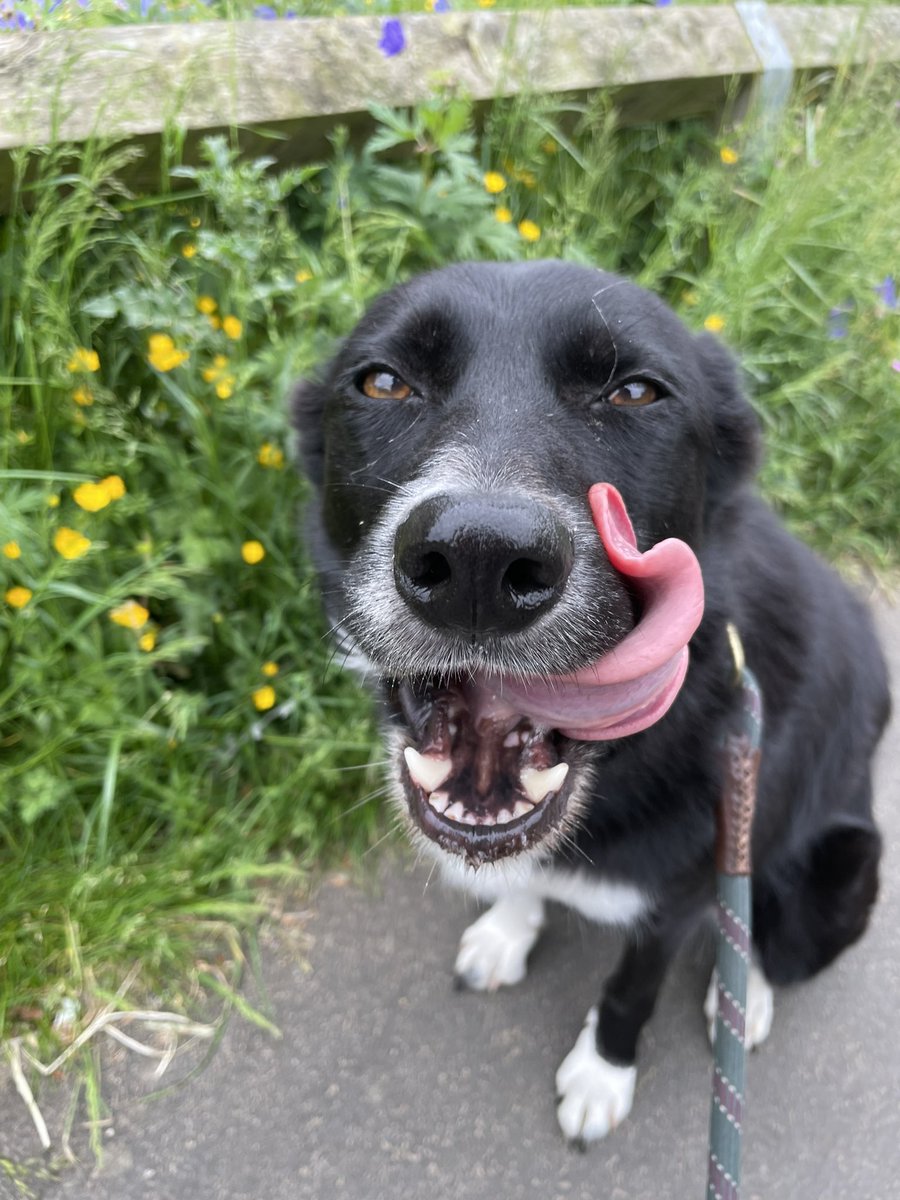 GeordieHound's tweet photo. Happy #TongueOutTuesday
It is a little cooler outside today and the park was quiet because it’s the school holidays. We saw the baby ducks and they are now so big but still very cute. https://t.co/TcXa8uMFLE