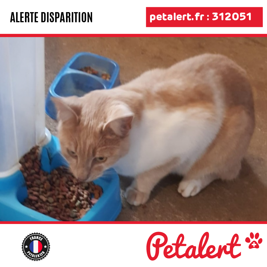 petalert_france's tweet photo. Disparu #Chat #LoirEtCher #LeControisEnSologne #Petalert #PetAlert41 / https://t.co/2z8MTn0gr7 https://t.co/2B46Uh2z4m