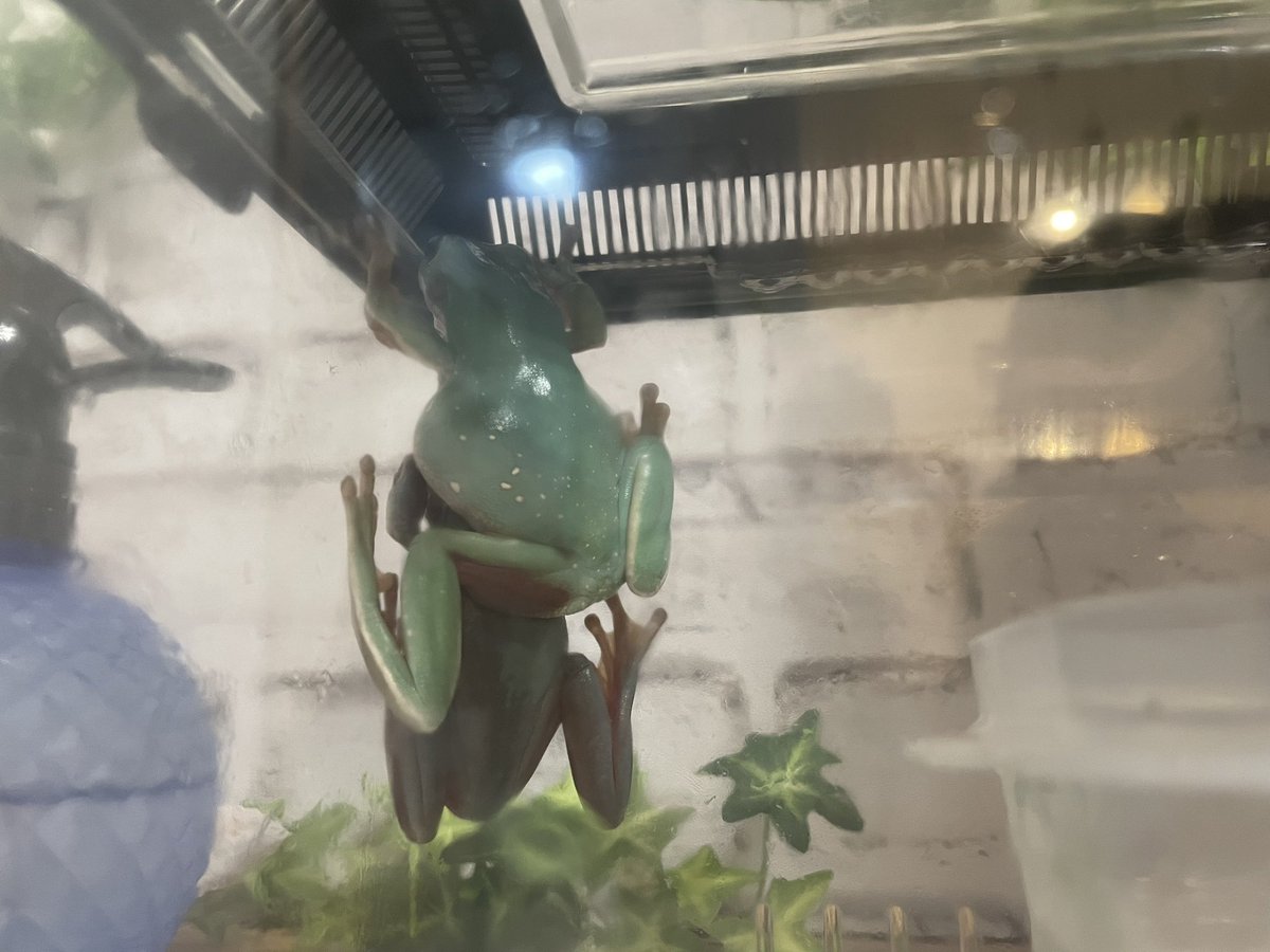 カエルからカエルが生まれてきた瞬間🐸ゲロゲロ鳴くけど許してね

The moment a frog is born from a toad 🐸 Forgive me if I croak.