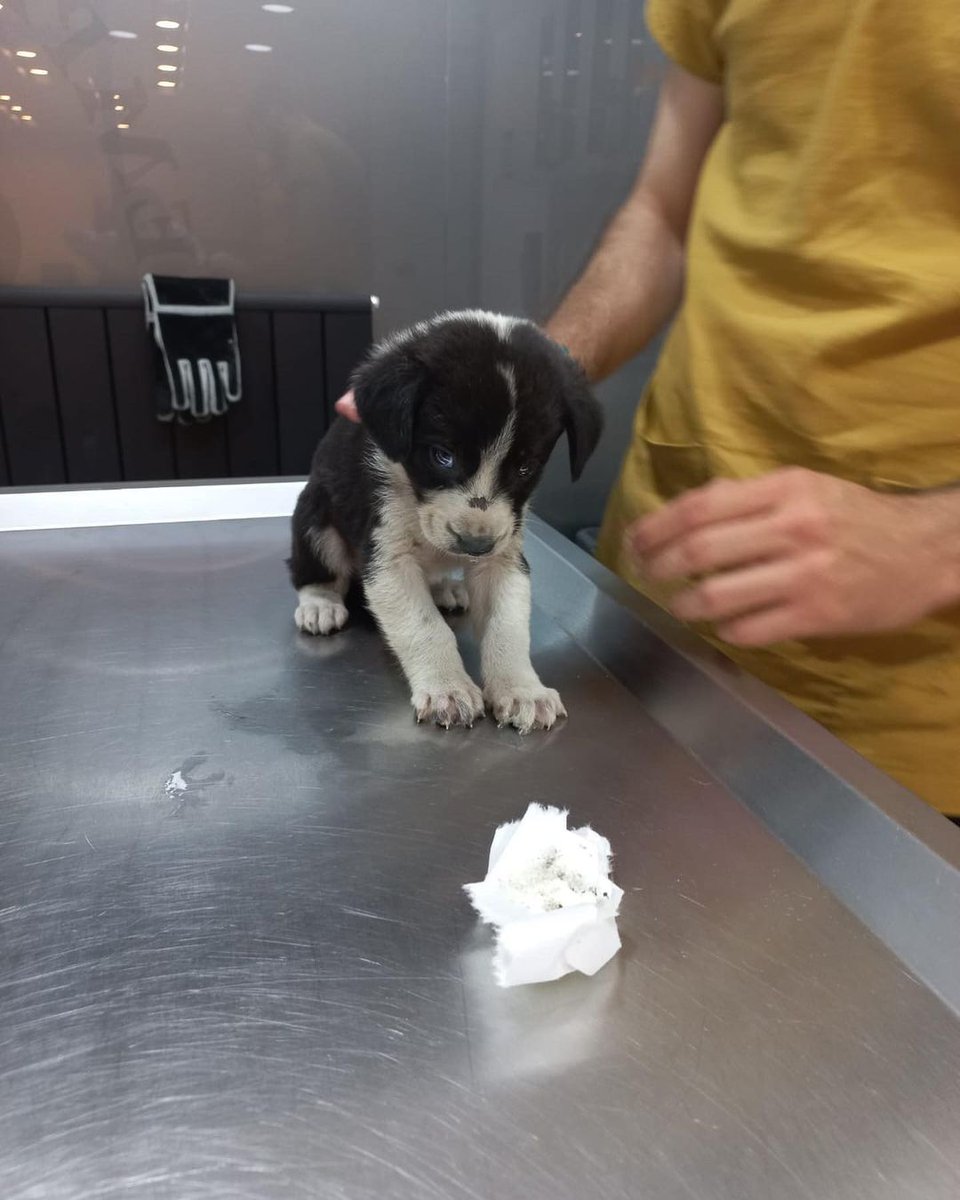 🐾YUVA ARANIYOR🐾
İstanbul Esenyurtta geceyarısı ıssız bir yerde bulundu .. Kesin oynamak için çaldılar annesinin yanından sonra da attılar sokağa😔şimdi bu dünya tatlısına Acil yuva arıyorum lütfen çocuklarına oyun arkadaşı arayan kimse aramasın bebek bakımı tecrübesi olan