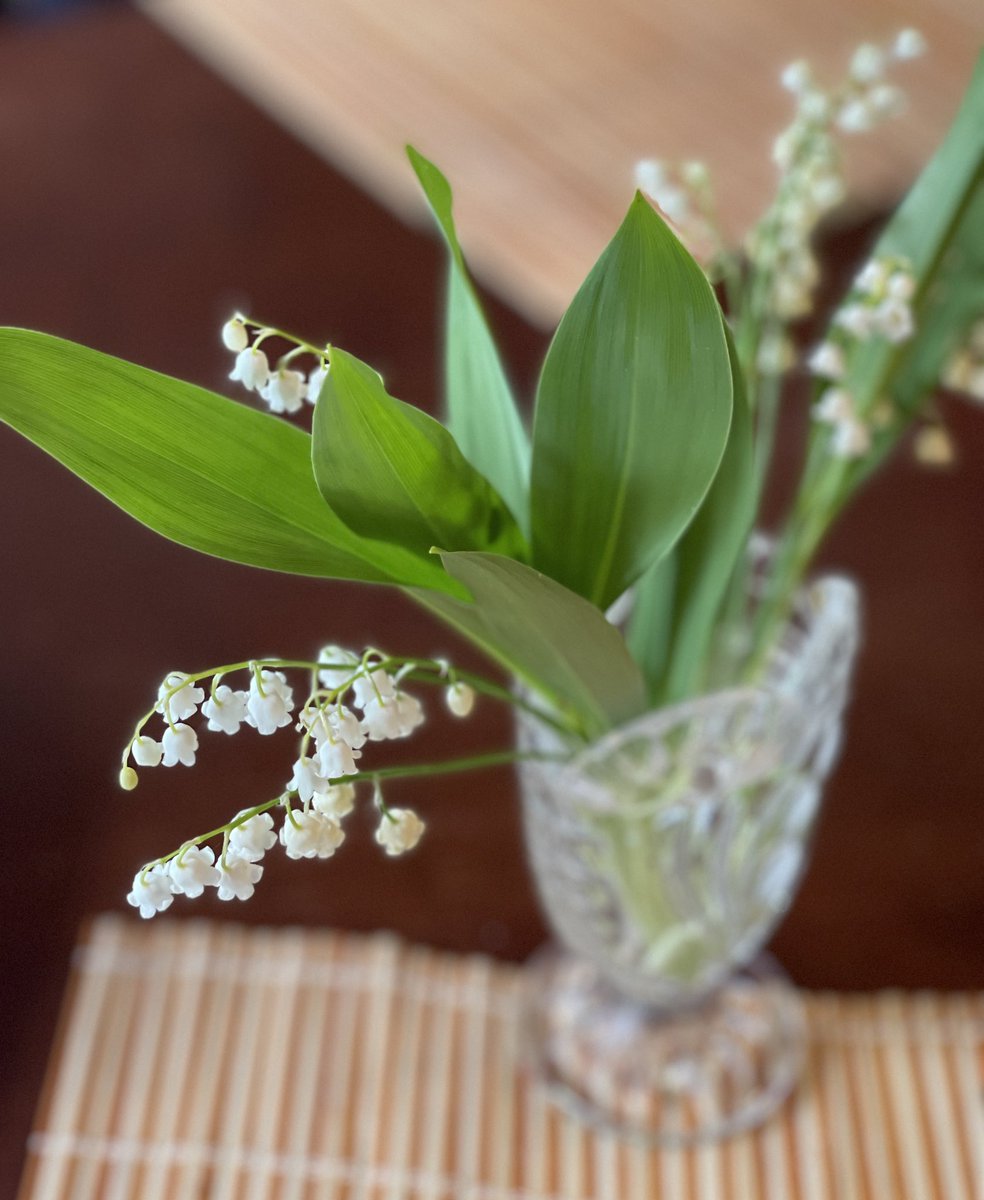 #Kielo #Liljekonvalj #Lilyofthevalley #Muguet 

What a beautiful fragrance..