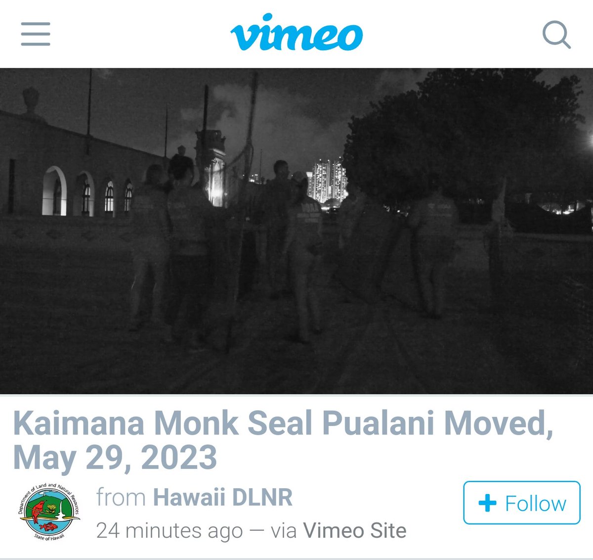 Pualani was moved out of Kaimana Beach tonight vimeo.com/831408428  #HawaiianMonkSeal 🦭 #Pualani