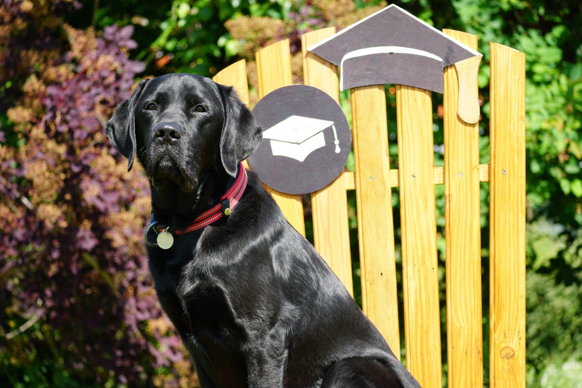 Chiens Guides IDF tweet media