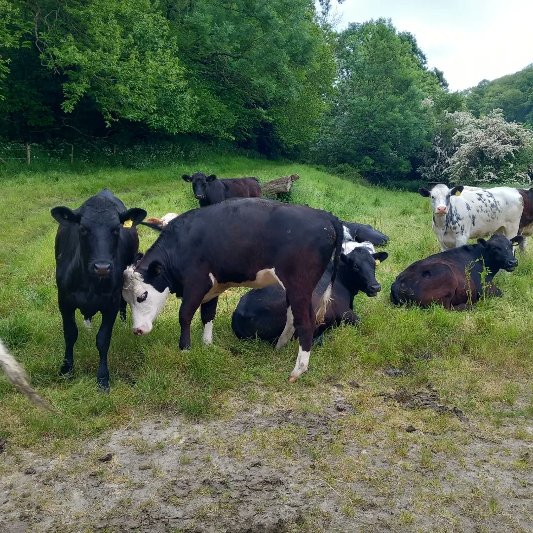 lazyperfection's tweet photo. Cows on my morning run #running #exercise #wiltshirerunner #wiltshire #cowsofinstagram #rurallife #countrylife #longleat #countryrun #countryside #cranbornechase #lovewhereyoulive #outdoors #cows https://t.co/mCRzICtdwO