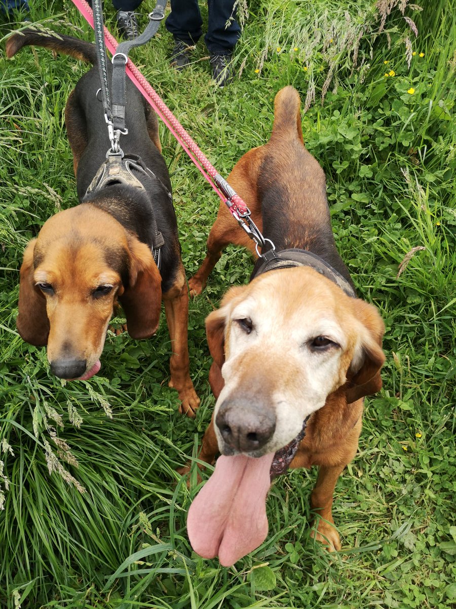 Ccas_Besancon's tweet photo. Les résidents de la Maison Relais Agora et de la Maison Relais l'Autre Toit poursuivent les balades à la SPA de #Besançon. Ils contribuent au bien-être et la socialisation des #chiens dans l’objectif de l’adoption. Cette fois-ci, ce sont Tarzan et Tikka qui ont été promenés. https://t.co/8uOEmCRsRR