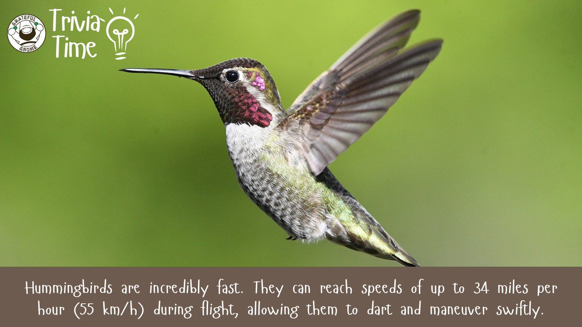 It's Trivia Time!😊
Learn more about hummingbirds with this fun trivia!💡
#TuesdayTrivia
#triviatime
#hummingbirdtrivia