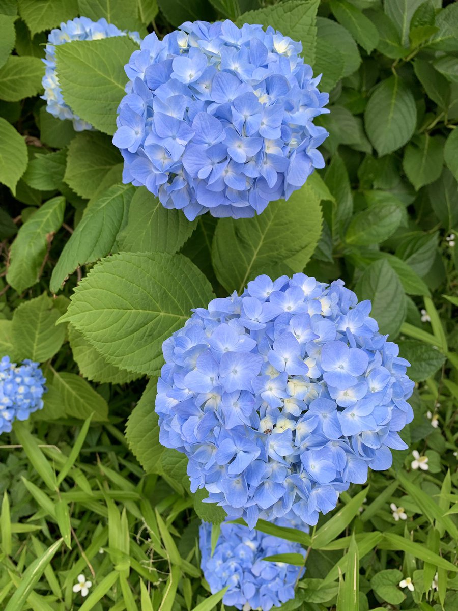 myao_my1's tweet image. #charmy散歩
 
#TLを花でいっぱいにしよう 
#THEBIGISSUE