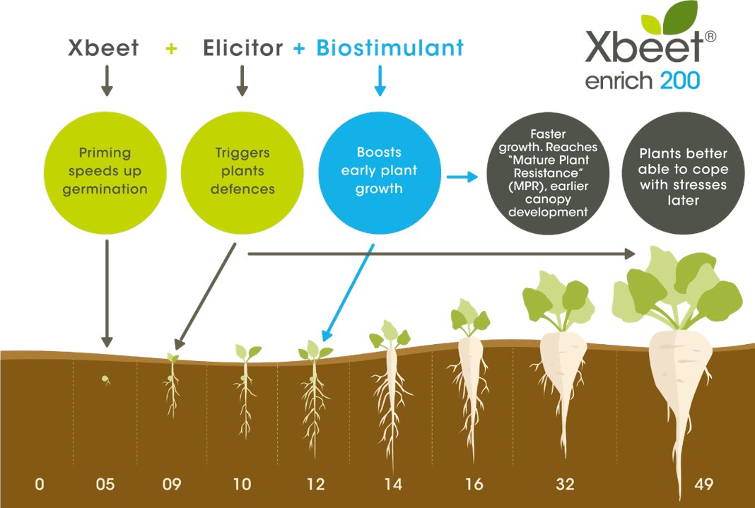 GermainsUKBeet's tweet photo. We know that early establishment is key to good root and plant development. That’s why our leading sugar beet seed treatment #Xbeet enrich 200, does exactly that - helping young plants reach the critical 12-leaf stage as quickly as possible✔️ Learn more 👉 https://t.co/FLoXHqQNMM https://t.co/mOXH2rlxKy