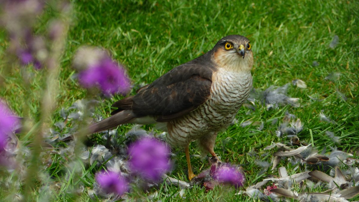 Sparrowhawk on my lawn #Sparrowhawk