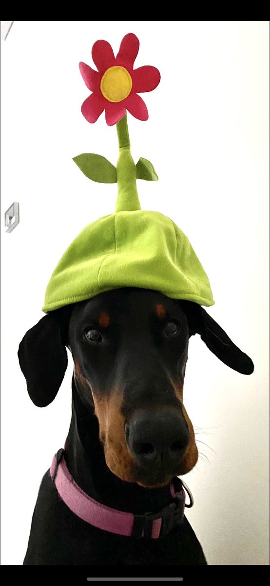 Miss Odile tweet media