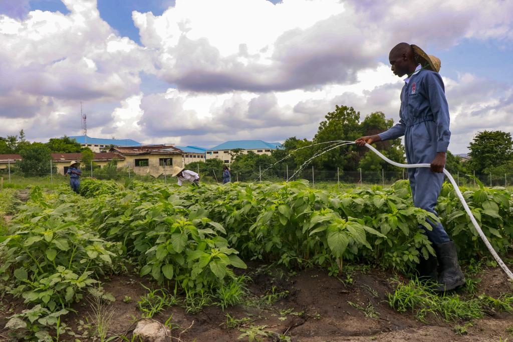 step_iita's tweet photo. Every time you eat, you're supporting farmers and their hard work. Let's show them some love and appreciation for all that they do.👨‍🌾👩‍🌾
#tuesdayvibe https://t.co/2O7ZgQkKN3