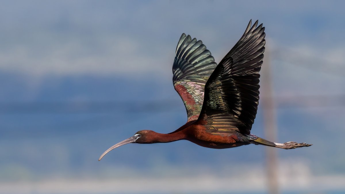 Glossy ibis #birds #lesvos