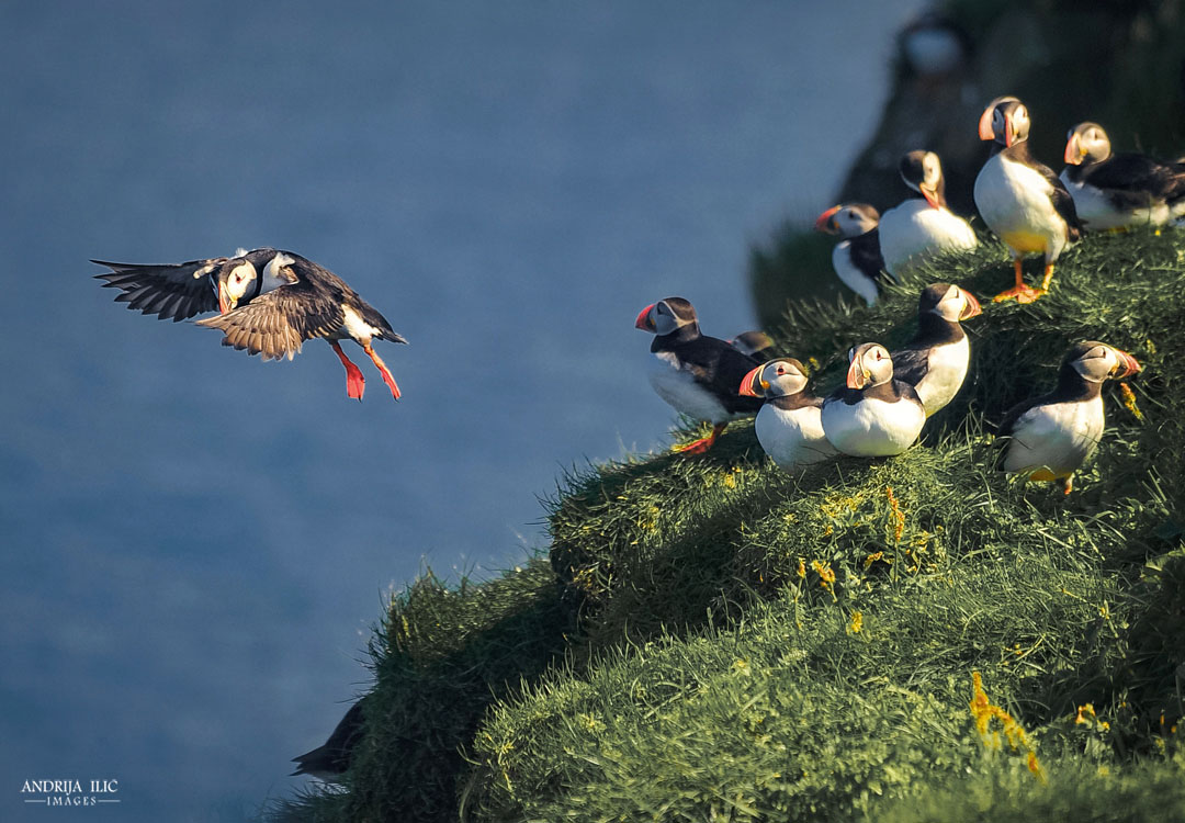 Atlantic puffins 📍 Faroe Islands
©Andrija Ilic  

#faroeislands  #photography  #travelblog #phototour