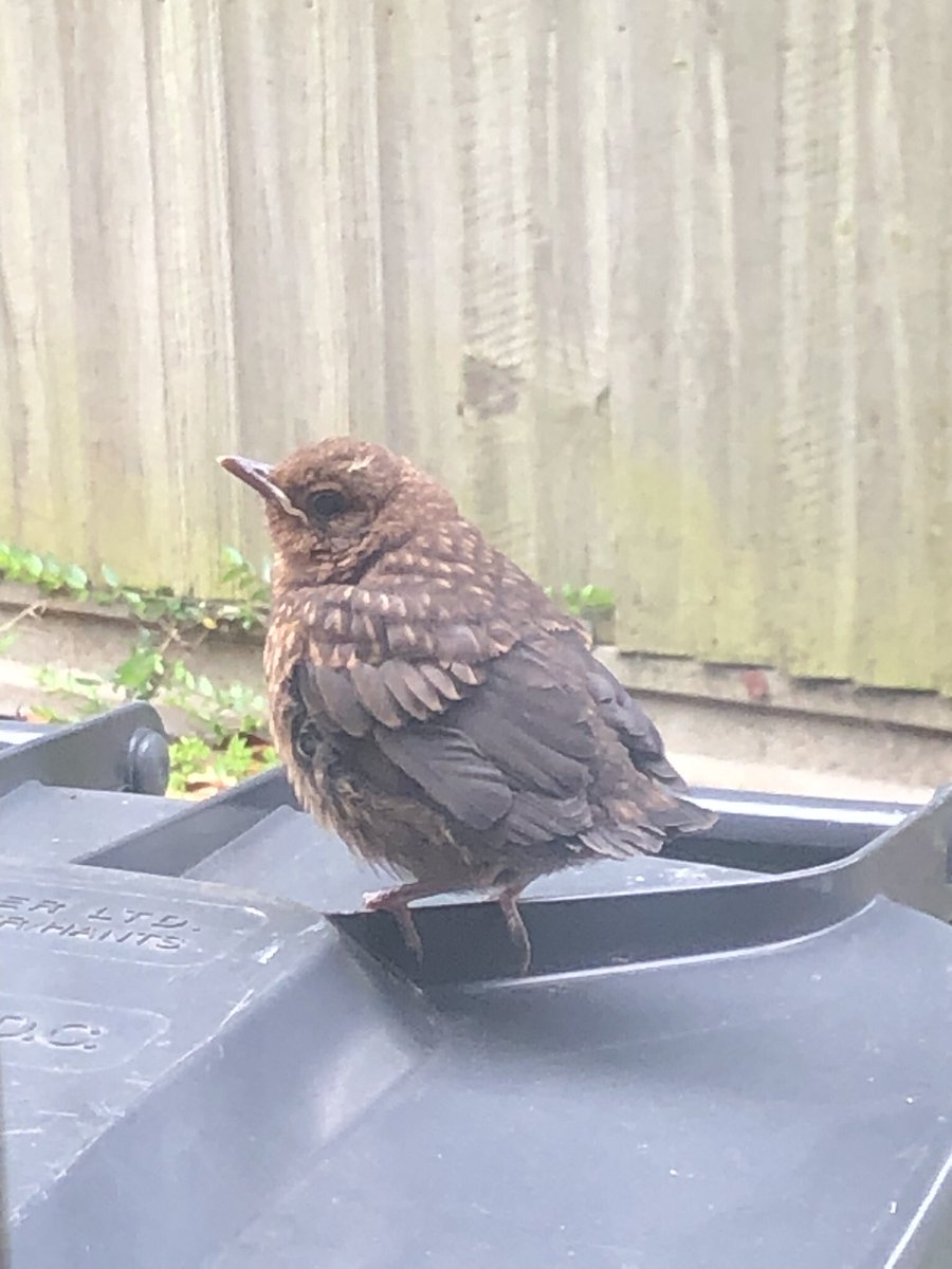 NigelLLL's tweet image. Little chap sitting outside my window tweeting for his breakfast!